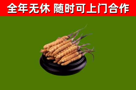新龙回收散虫草