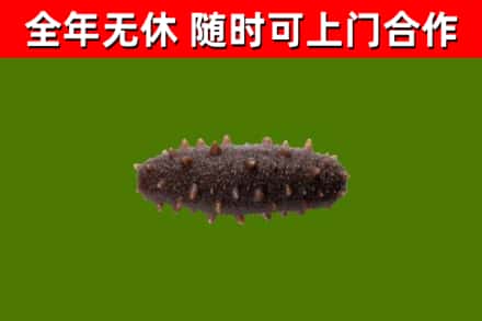 新龙回收海参干